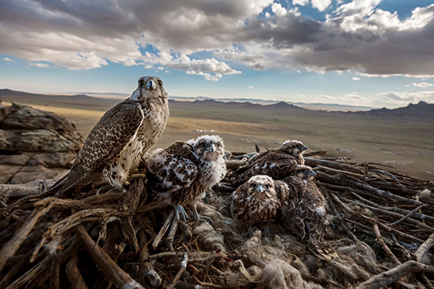Brent Stirton